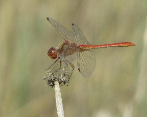 Réf. 193 689 : Sympetrum meridionale